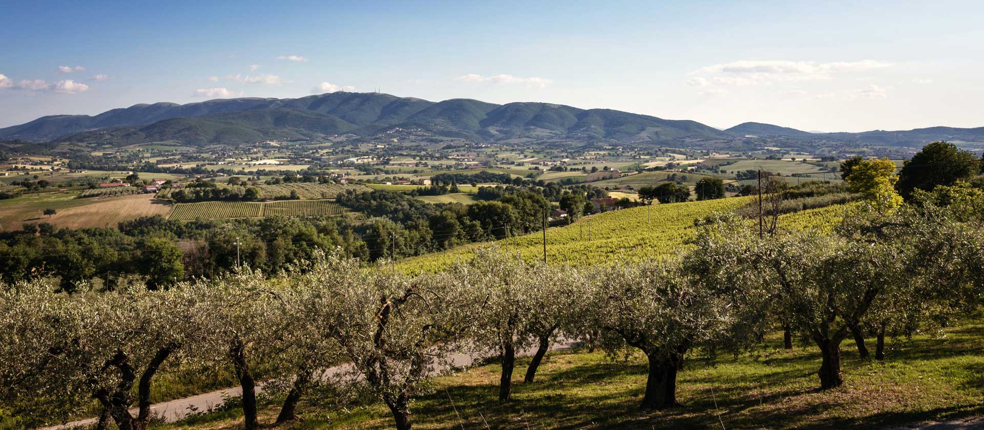 15_Ph_Marco_Baldovin_vigna-sagrantino_sfondo_Monte_Martano_5258