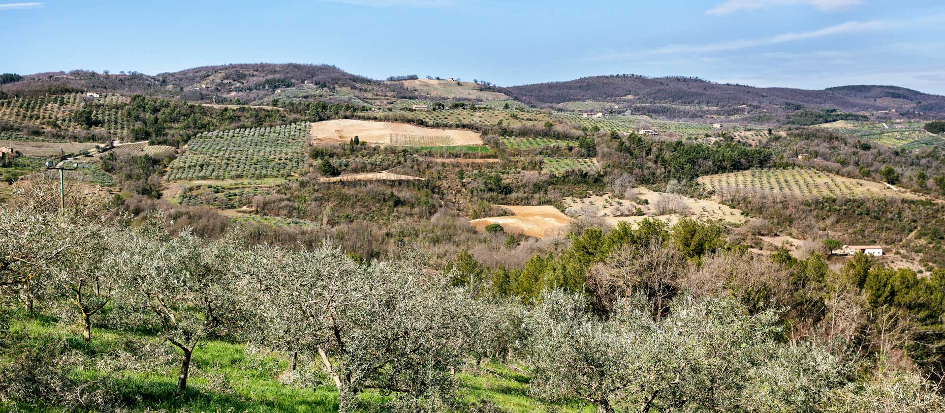 montefalco-ulivi-_MG_0446